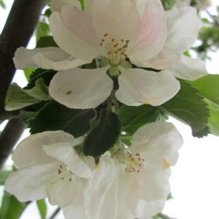 the flowers of Malus Howgate Wonder