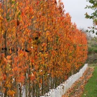 Prunus Amanogawa in autumn colour