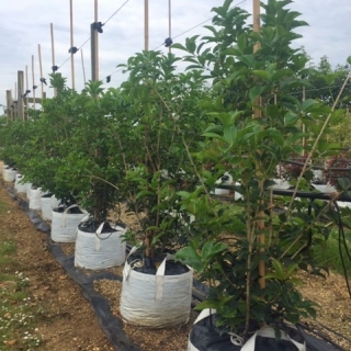 Osmanthus fortunei aquifolium  at barcham trees