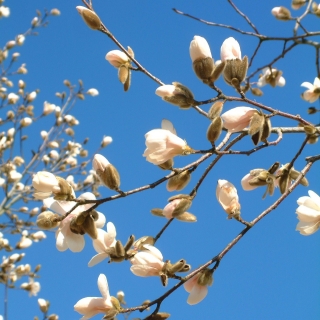 Magnolia x loebneri Merrill coming into flower
