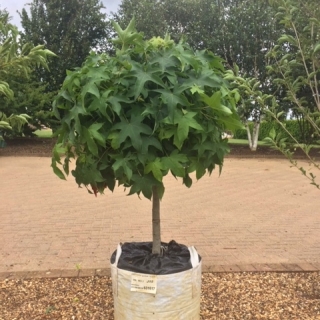 Liquidambar styraciflua Gumball