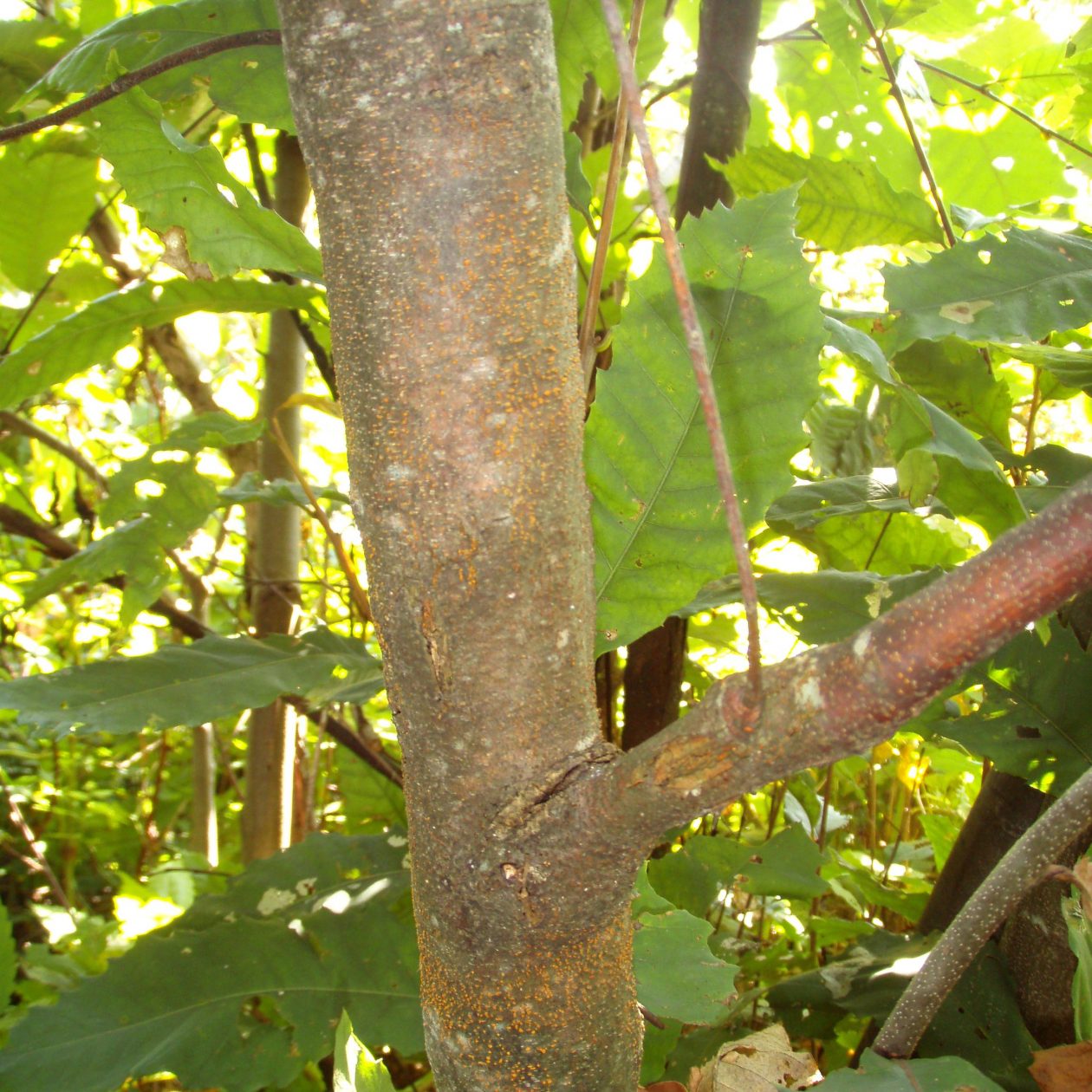 chestnut blight