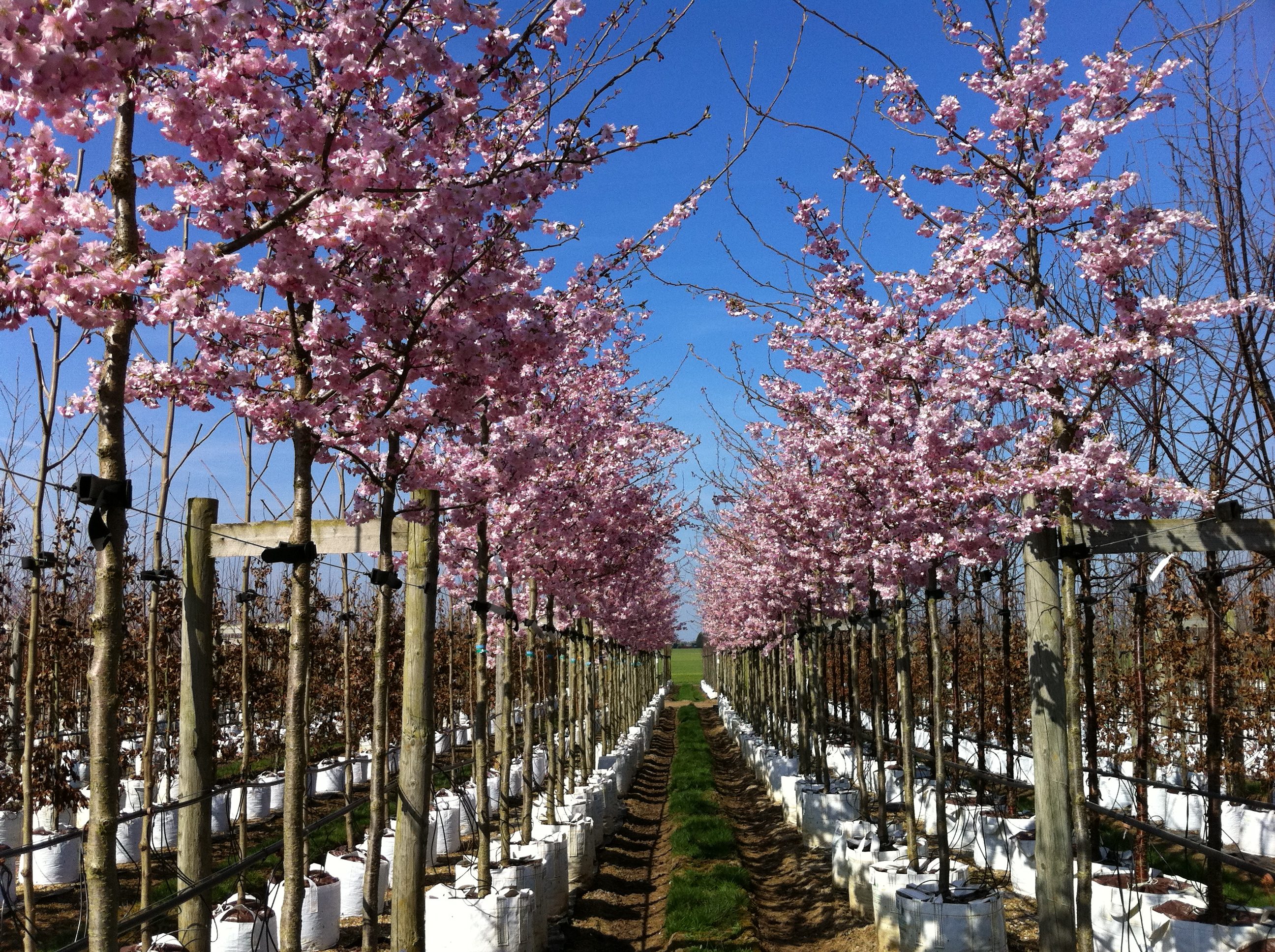 Can I visit the nursery to choose my trees? Barcham Pro