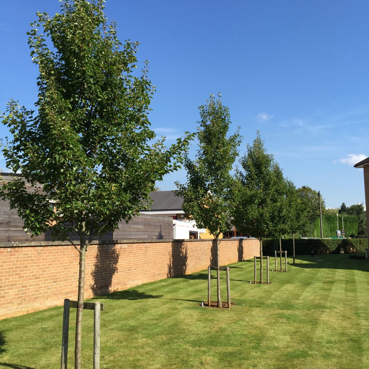 Pyrus callerana Chanticleer planted in grass area