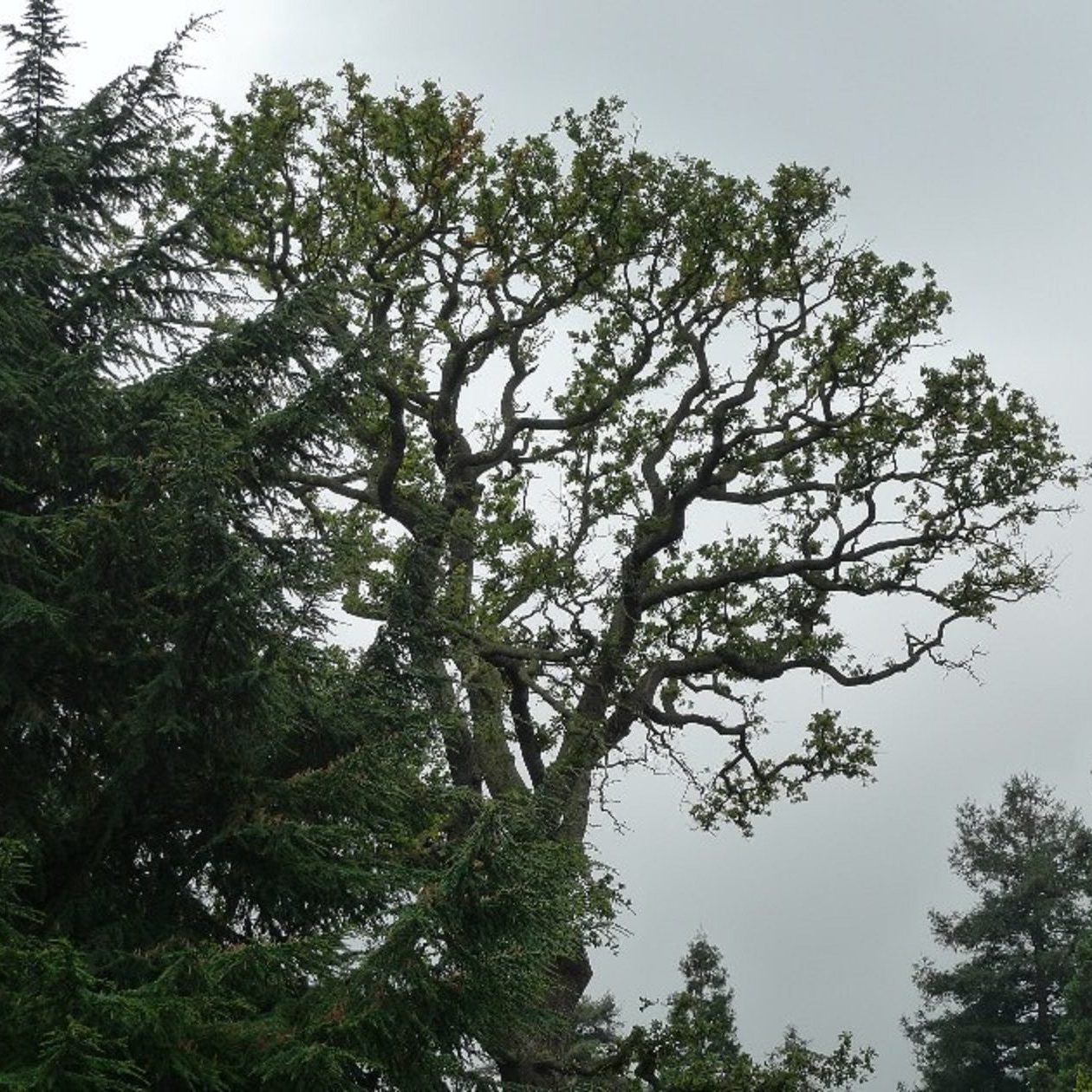 accute oak decline