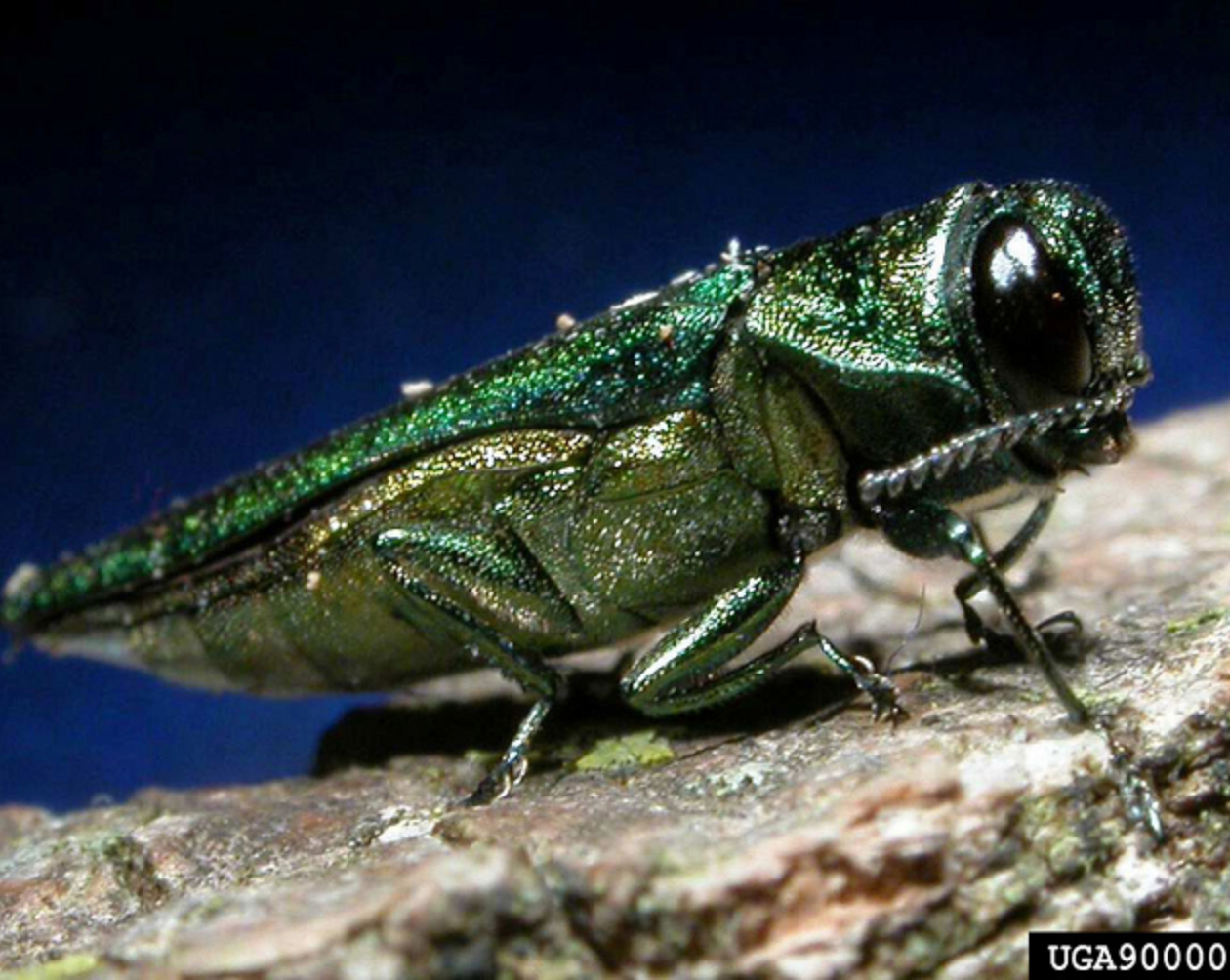 emerald ash borer