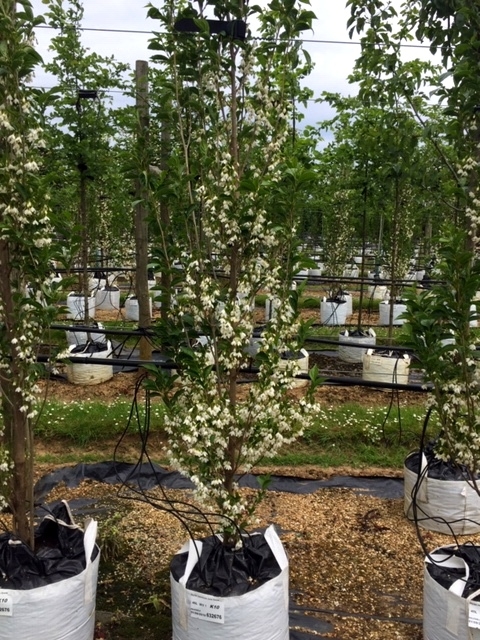 Styrax japonicus  june snow