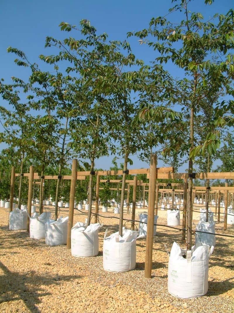 Prunus Shirofugen on the Barcham Trees nursery