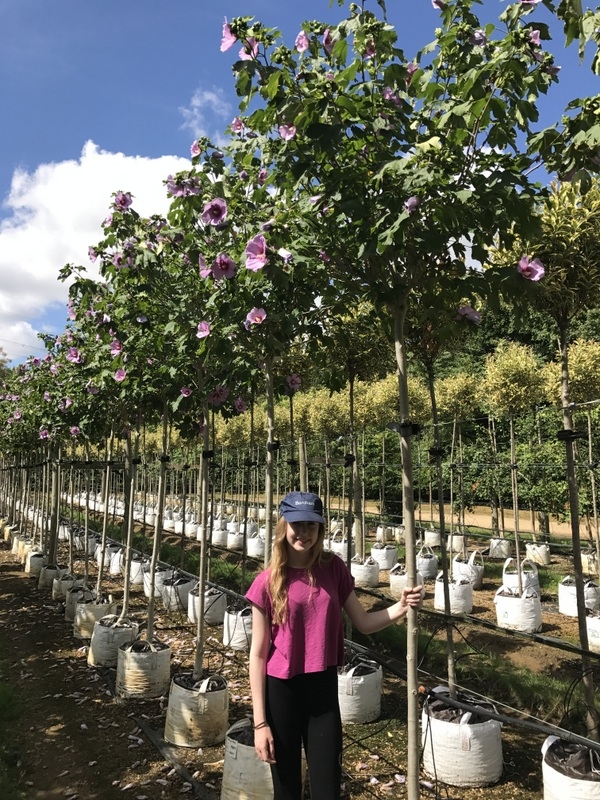 Hibiscus Resi at barcham trees
