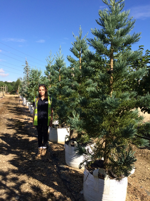 Sequoiadendron giganteum Glauca at Barcham Trees