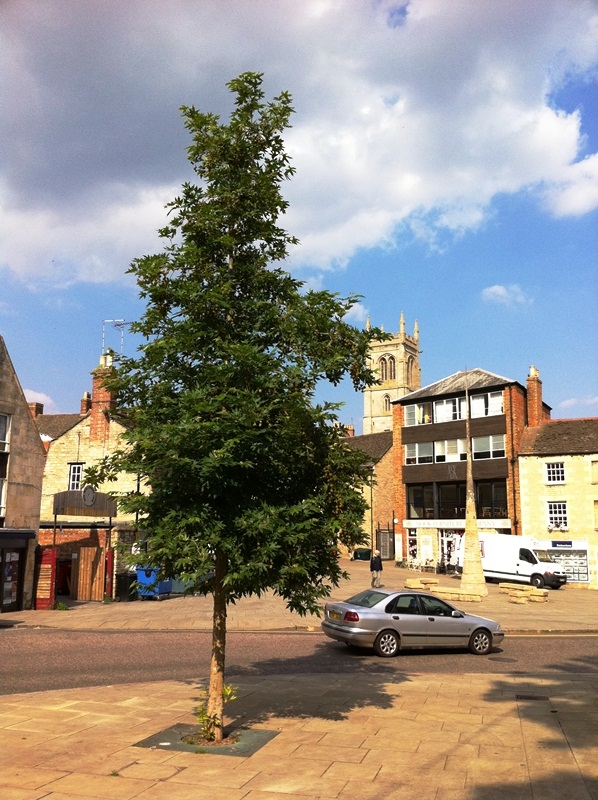 mature Platanus orientalis Minaret