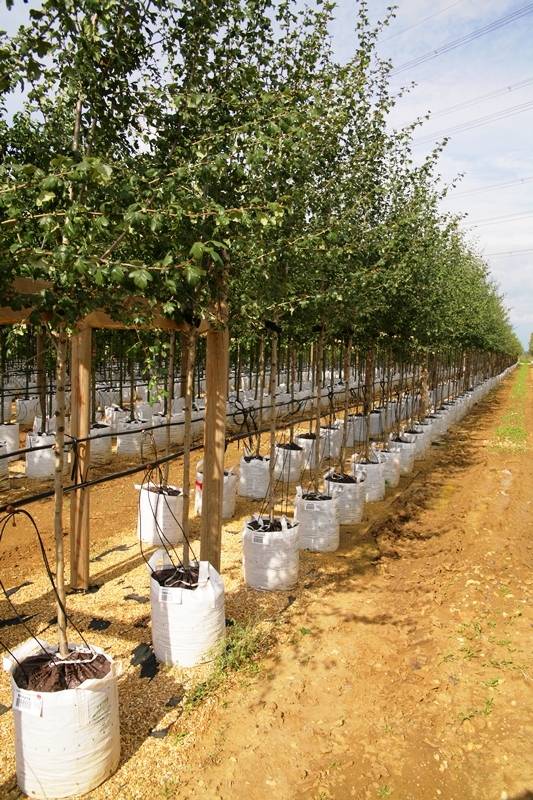 Crataegus monogyna Alboplena at barcham trees