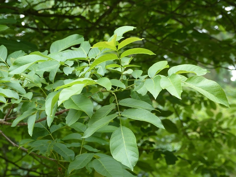 Juglans regia foliage