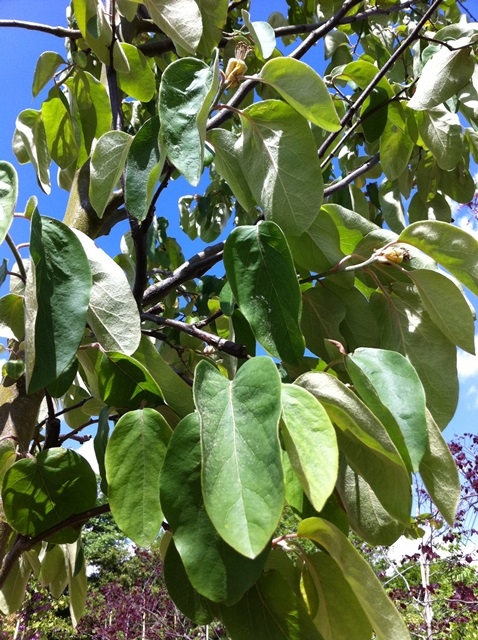 Cydonia oblonga foliage