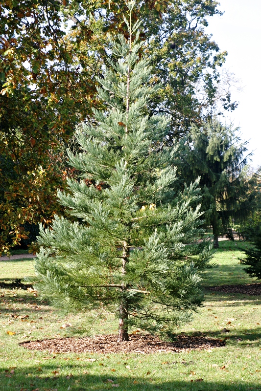 A newly planted Sequoiadendron giganteum Glauca