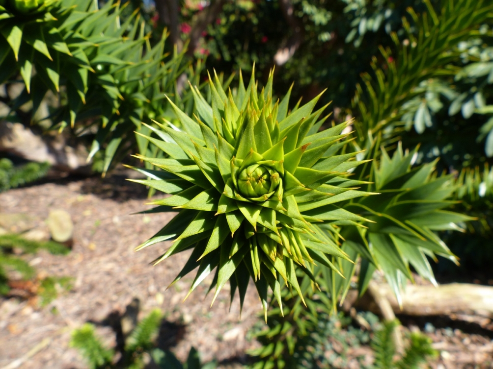 The leaves of the Monkey Puzzle tree in detail