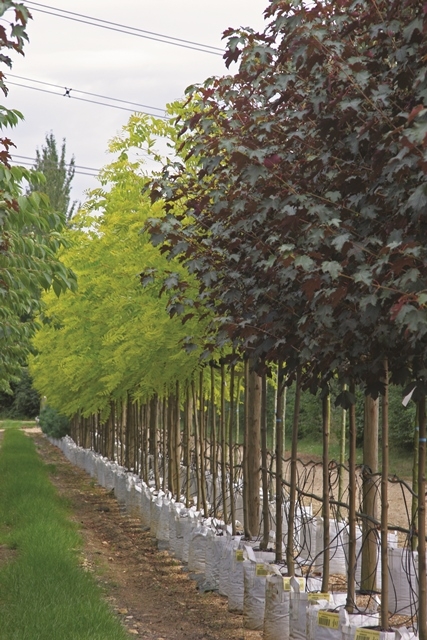 Acer pseudoplatanus Spaethii at barcham trees