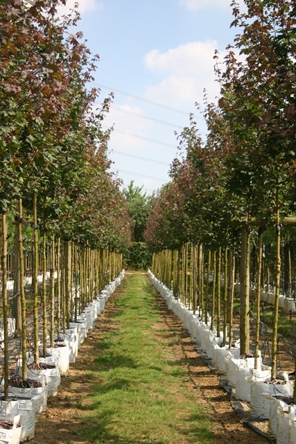 Acer campestre Louisa Red Shine at barcham trees