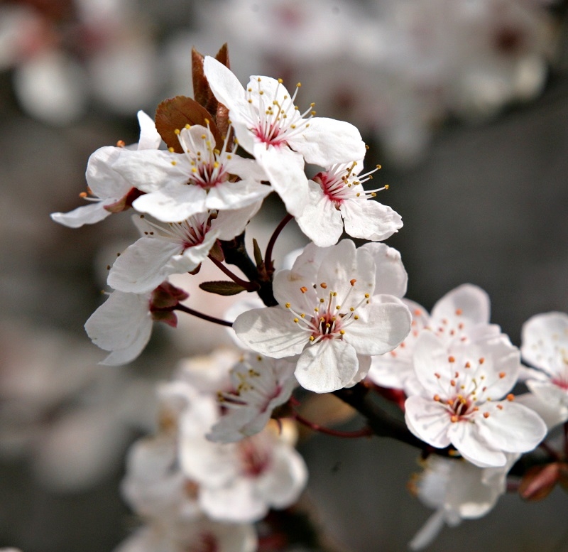 The faded flower of Prunus cerasifera Nigra Multi-stem