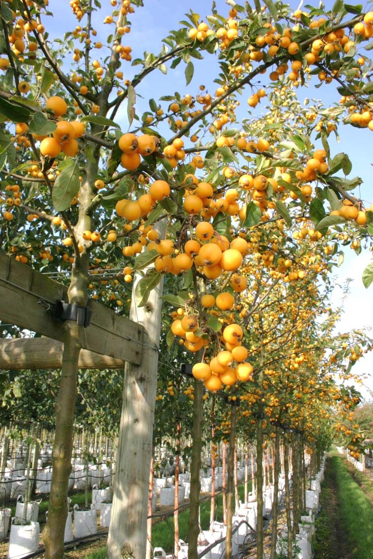 the yellow berries of Malus Golden Hornet