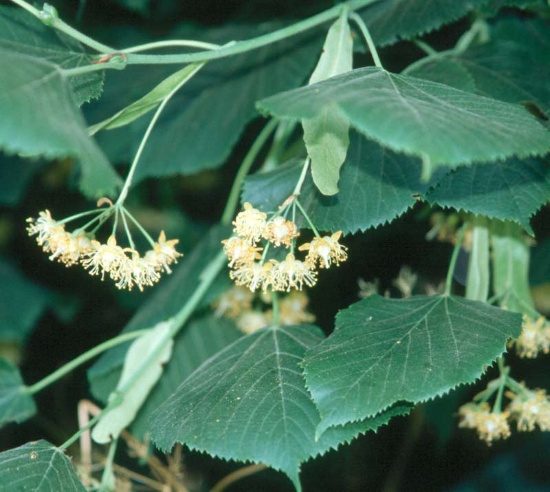 Detail of Tilia cordata flowers and foliage