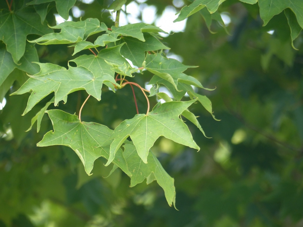 Leaves of the Acer cappadocicum Aureum