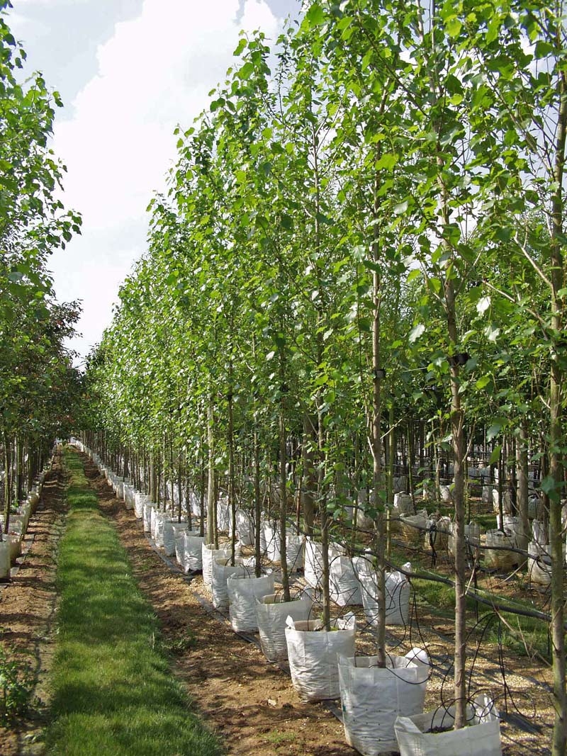 Populus nigra Italica at barcham trees