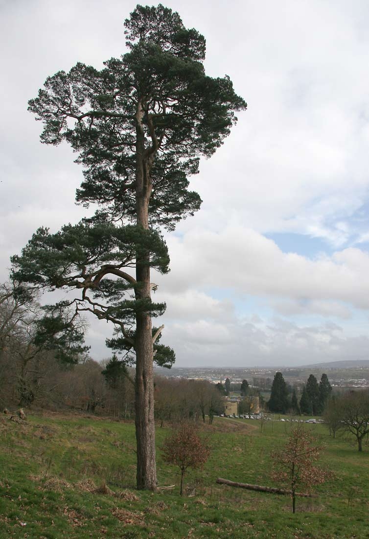 mature Pinus sylvestris