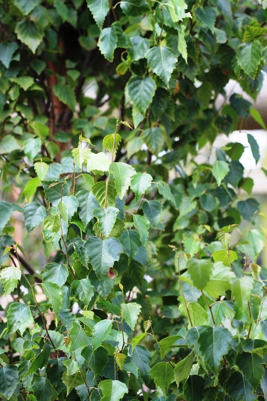 etula pendula Obelisk foliage