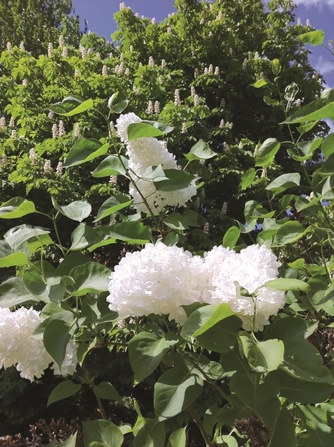the pure white flowers of Syringa reticulata Ivory Silk