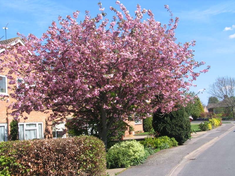 a mature specimen of Prunus Kanzan