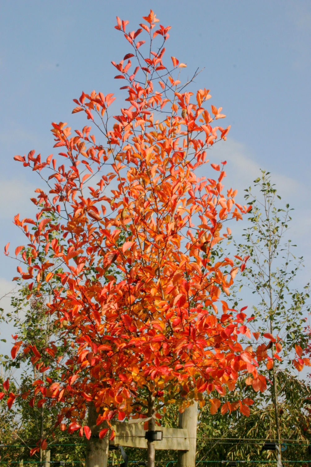 the flame orange autumn colour of Crataegus x prunifolia