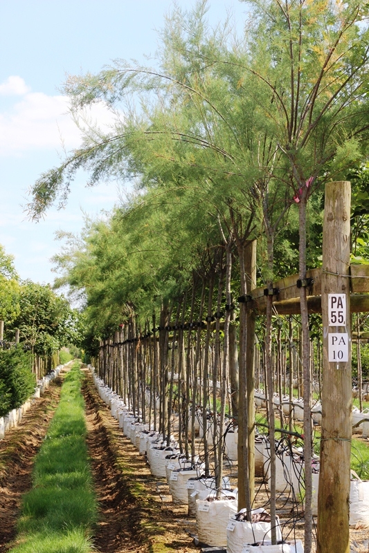 Tamarix aestivalis on Barcham Trees nursery