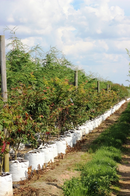 Acer palmatum Osakazuki multi-stem