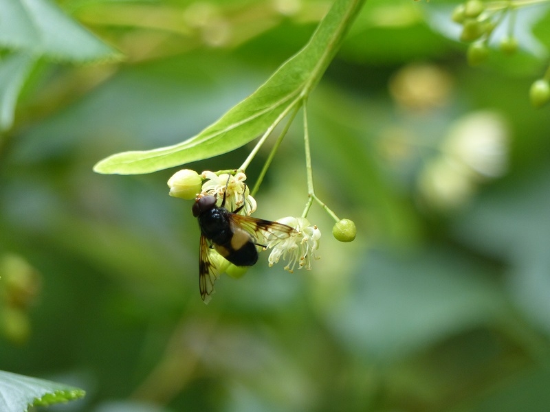 The yellow flower of Tilia cordata