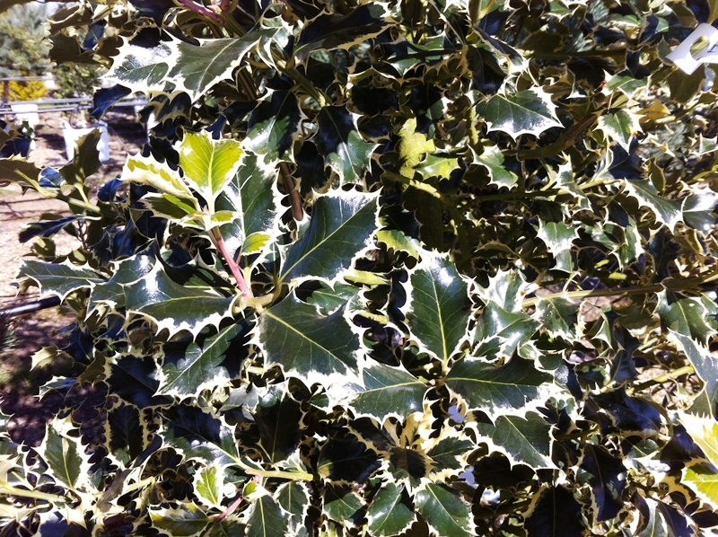 the foliage of Ilex aquifolium Argentea Marginata