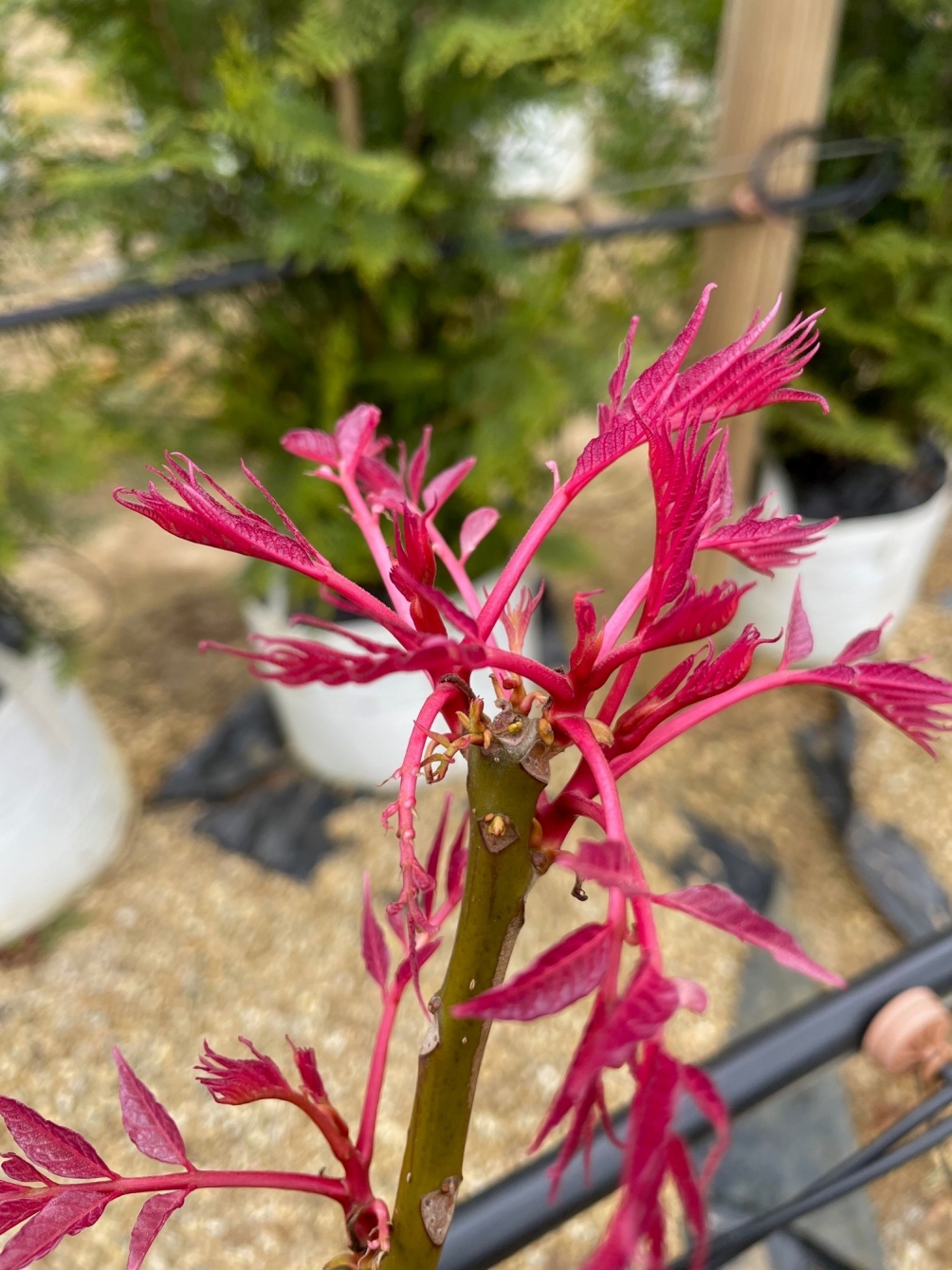 Toona sinensis Flamingo Foliage