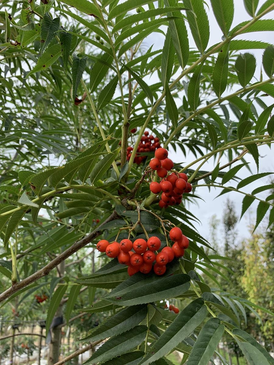 Sorbus commixta Olympic Flame berries