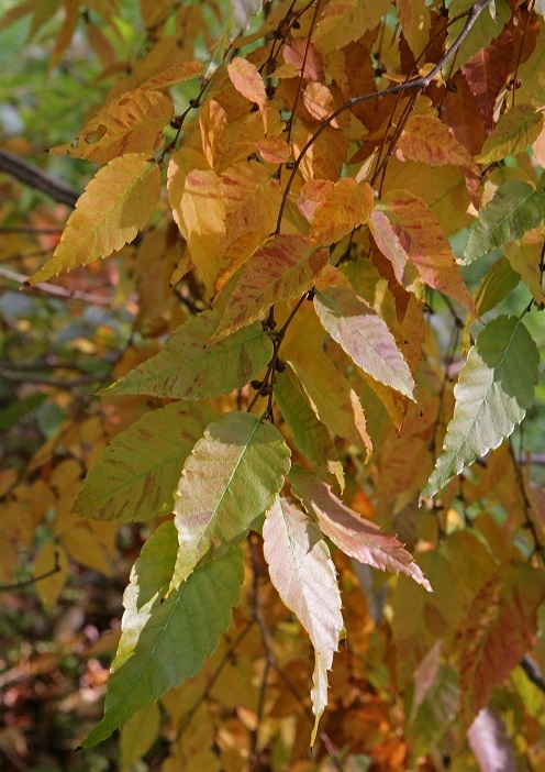 Autumn foliage of Zelkova serrata