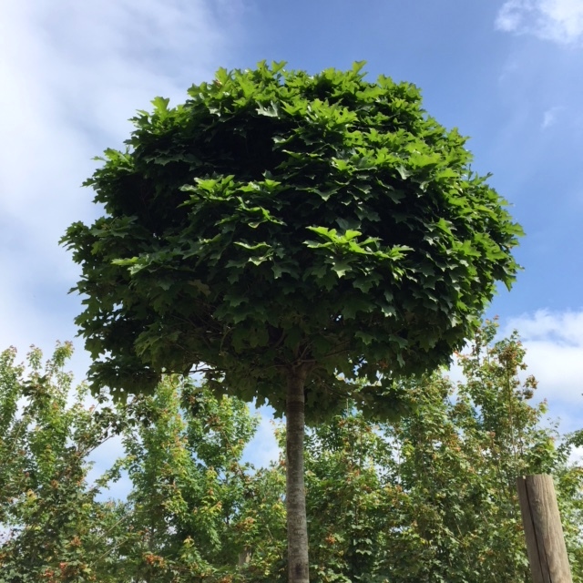 Quercus palustris Green Dwarf in summer foliage