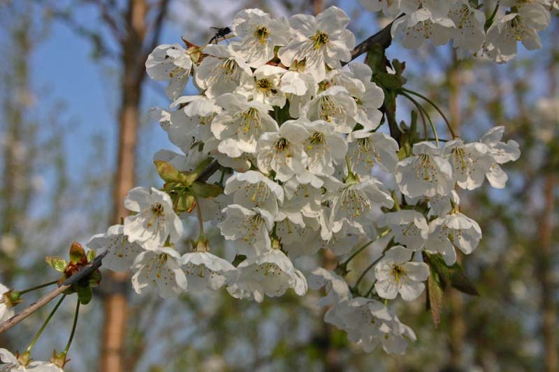 the white blossom of Prunus avium