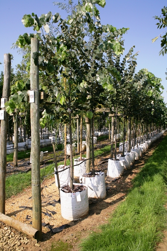 Tilia tomentosa at barcham trees
