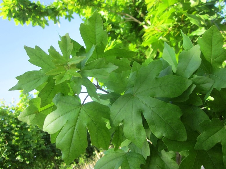 foliage of Acer campestre William Caldwell