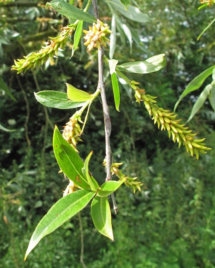 The seeds of Salix alba