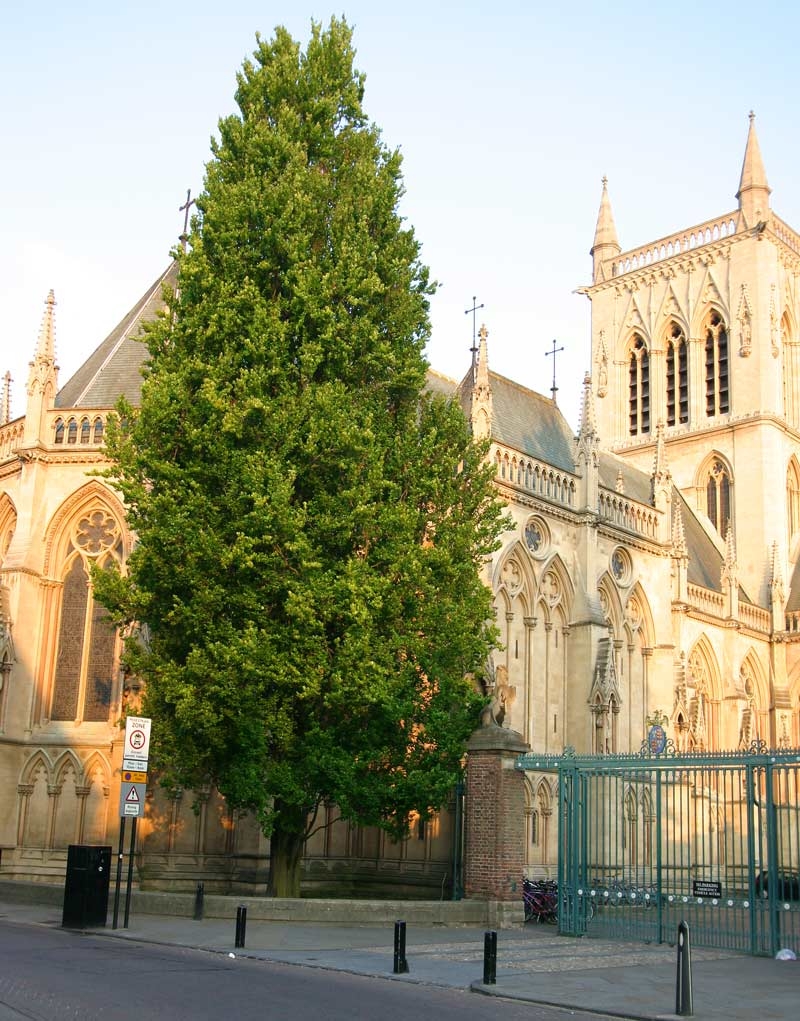 Mature  Fagus sylvatica Dawyck