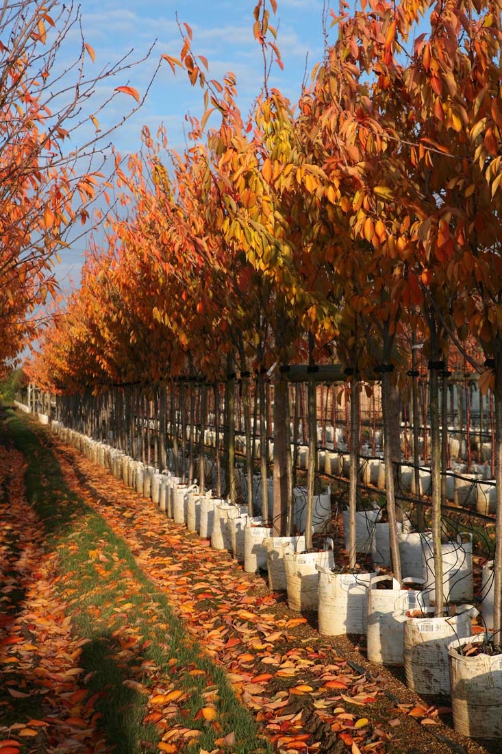The beautiful orange colour of Prunus Kanzan in autumn