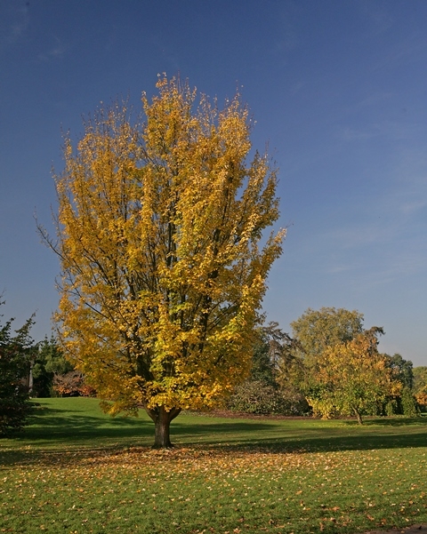 Mature Acer rubrum in Autumn
