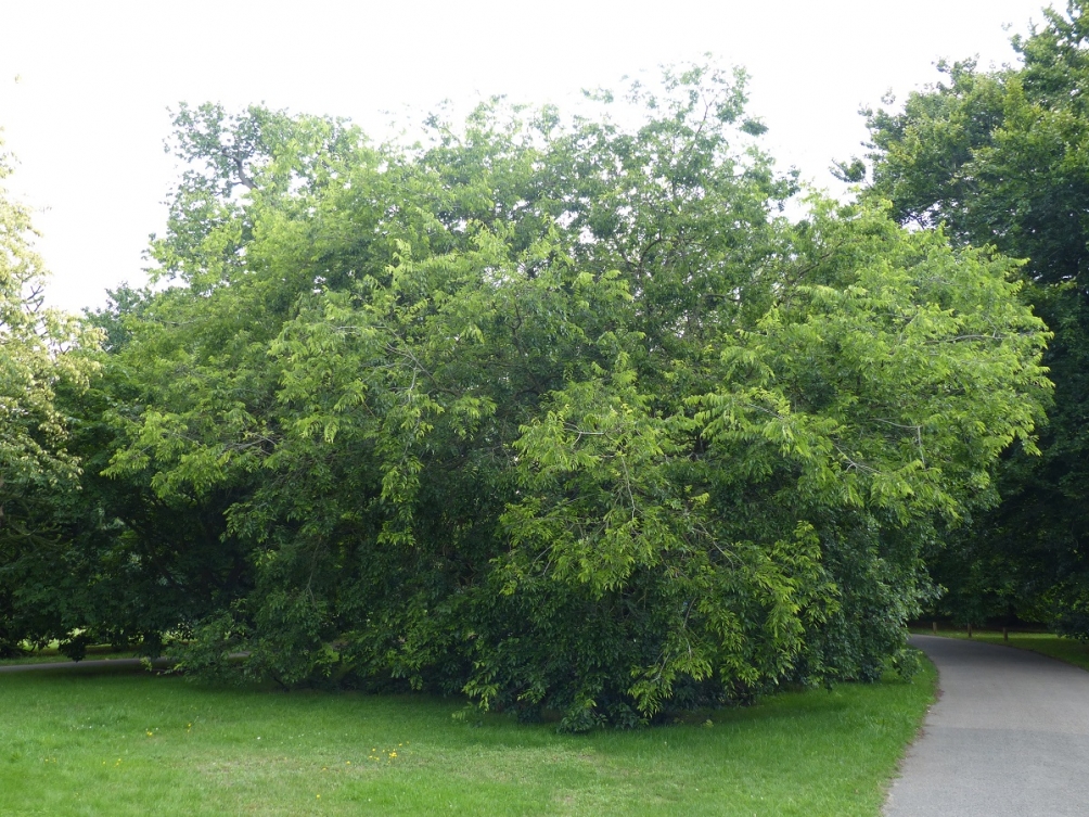 Mature Celtis occidentalisat Kew gardens