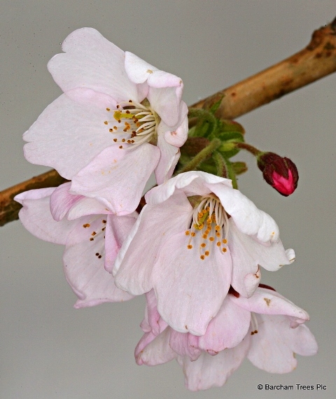 the flower of Prunus subhirtella Autumnalis Rosea in detail