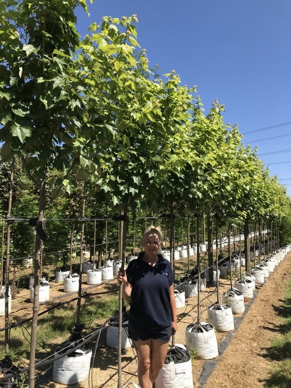 Acer rubrum Scanlon at barcham treees nursery